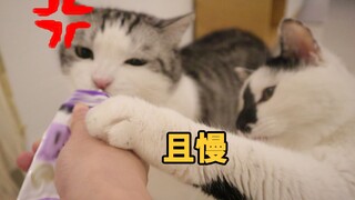 猫当面争宠，背地里会被揍多惨…