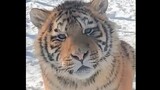 Binatang|Mahluk Terindah: Harimau