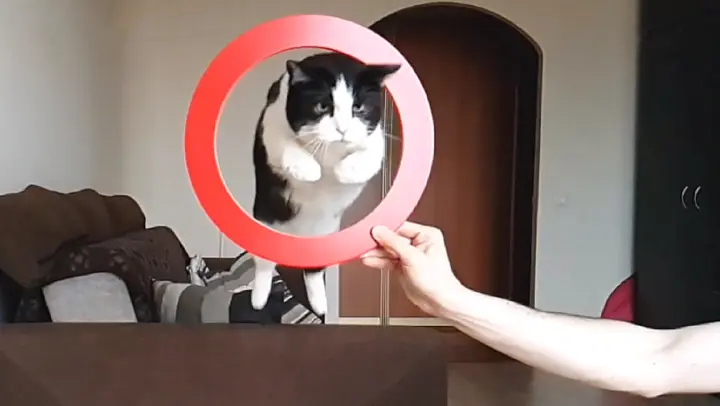The Unique Technique of the Cat
