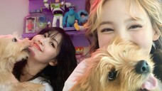 TWI/CE Lim Nayeon MOMO latest live broadcast cover LALISA