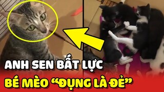 Mèo HÀNG XÓM với khả năng "ĐỤNG LÀ ĐẺ" khiến Sen bất lực thành ÔNG NGOẠI 😂 | Yêu Lu