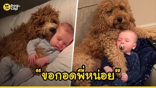 ภาพน่ารักชวนยิ้ม! พี่เลี้ยงขนฟูนอนนิ่งให้น้องชายตัวน้อยนอนกอดจนผล็อยหลับ | Dog's Clip