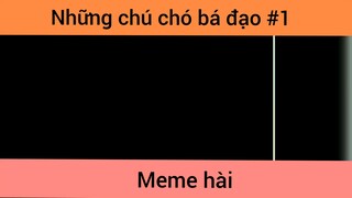 Những chú chó bá đạo p1