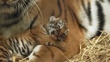Tiger Cubs Wanting To Sleep With Mama but Got Cleaned Instead