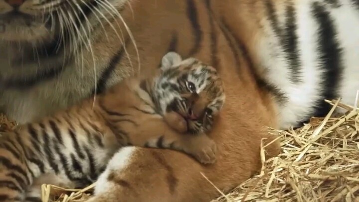 Anak Harimau Ingin Tidur Bersama Mama tapi Malah Dimandikan