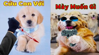 Thú Cưng TV | Trứng Vàng và Trứng Bạc #5 | Chó Golden Gâu Đần thông minh vui nhộn | Pets smart dog