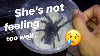 Getting my TARANTULA into "ICU"  :(