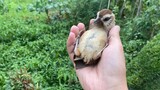 Pelajaran Tentang Kerasnya Alam untuk Burung yang Dilepas