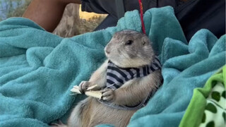 The little sister gave her pet groundhog to her grandfather, and she almost didn't recognize it when