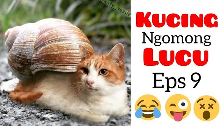 Kucing lucu bikin ngakak|video lucu kucing ngomong #9