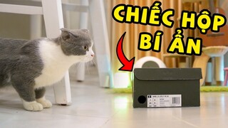 Chiếc hộp bí ẩn khiến Tuna hoảng sợ | The Happy Pets #40