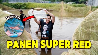 SATU INDUKAN ARWANA SUPER RED MAMPU MENGHASILKAN PULUHAN EKOR ANAKAN || 88 RED GALLERY