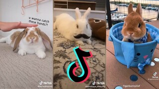 Bunnies being cute - Bunny side of TikTok #3