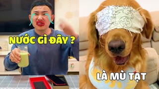 Đa Đa Tinh Quái | PAPA Bất Lực Khi Bị ĐA ĐA Troll Chơi Khăm 🤣 Gâu Đần Official