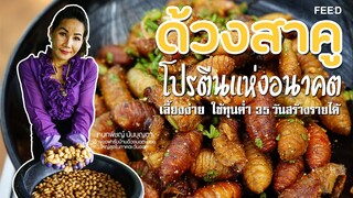 บุกฟาร์มเลี้ยงด้วงสาคูใหญ่สุดในภาคตะวันออก ผลิตส่งตลาด ตปท. ทำรายได้ภายใน 35 วัน : FEED