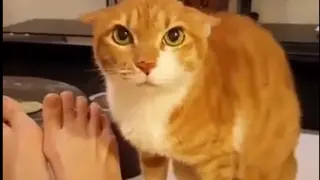 Cat Funny Moment Compilation