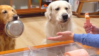 Normal golden retriever vs. very smart golden retriever, it turns out there is such a big difference