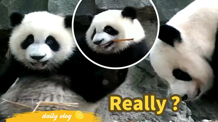 Panda|Panda Makan Rebung