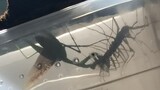 [Animals] Fight Between Thereuonema Tuberculata Centipede And Mantis
