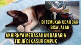 Bikin Haru Anak Kucing Yang Keserempet Mobil Akhirnya Bisa Tidur Di Kasur Empuk..!