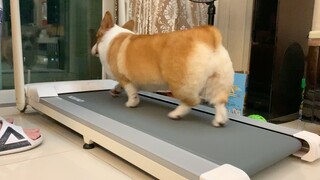 [Pecinta Anjing] Corgi yang sedang lari