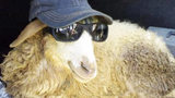 SHEEP and GOATS ตลกสุด ๆ 🐐🐑 การรวบรวมสัตว์ตลก