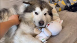 Giant husky pouting on the sofa after getting scolded by owner