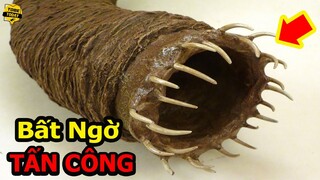 🔴Khóc Thét Với Những Sinh Vật Nguy Hiểm Và Đáng Sợ Đang Âm Thầm Rình Rập Con Người