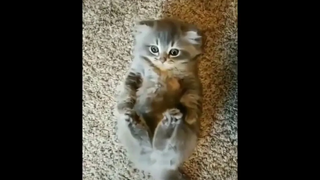 ลูกแมวน่ารักๆ Ep2 baby cat