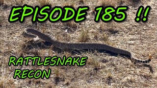 The RATTLESNAKE MINE Actually Has Real Rattlesnakes!