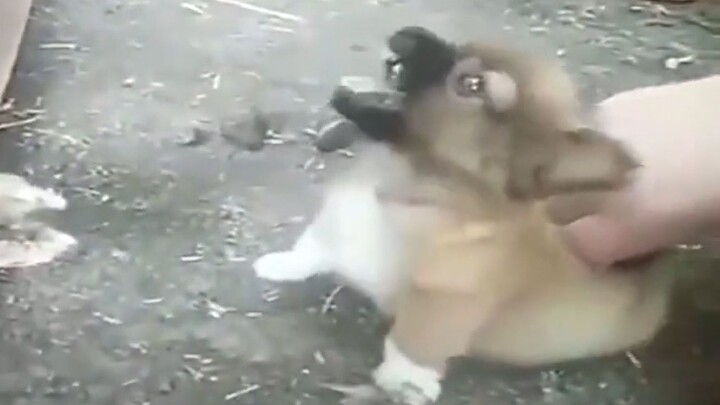 Gabungan Cuplikan Video Lucu Anjing