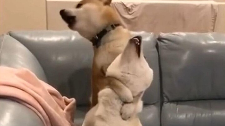 [Funny] Dogs fighting