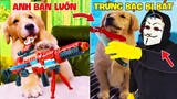 Thú Cưng Vlog | Trứng Bạc Và Trứng Vàng #3 | Chó gâu đần thông minh vui nhộn | Funny pets smart dog