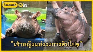 ฮิปโปน้อยคลอดก่อนกำหนดกลายมาเป็น "เจ้าหญิงแห่งวงการฮิปโป" | Dog's Clip