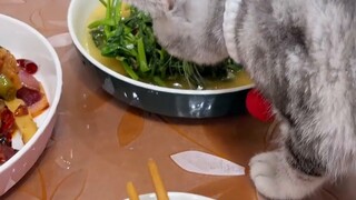 Cara mengatasi anak kucing yang nakal (2)