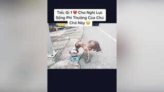 Chú cho phi thường. Thương chú chó quá 😢 cho thucung