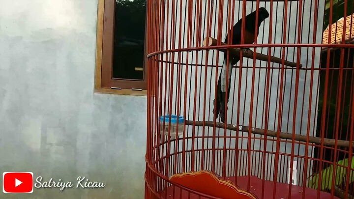 Murai Batu Materi Mewah KAPAS TEMBAK,CILILIN,SIKATAN LONDO,GREJA TARUNG