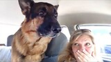 When Brave Dogs Reaction They Are Going To The Vet  Funniest Dog Reaction