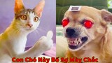 Thú Cưng TV | Thú Cưng Lầy Lội Vui Nhộn #8 | Chó mèo thông minh vui nhộn | Pets cute smart dog cat