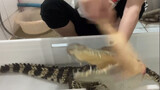 Chú cá sấu nhỏ thích được tắm