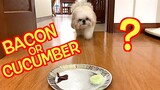 Letting A Shih Tzu Choose Between Bacon and Cucumber. What Will He Pick?