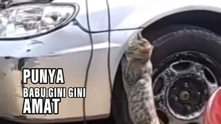 Babu Kurang Ajar #kucing