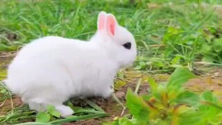 Cute rabbit