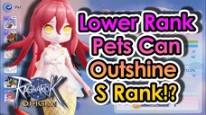 [ROO] Rank C Tier 6 Pet Is Better Thank Rank S Tier 0 Pet!? Here's Why. | KingSpade