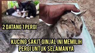 Inna lillaahi wa innaa ilaihi raaji'uun" Kucing Yang Kena Ginjal Telah Tiada.!