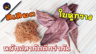 น้ำหมักสีเสียดกับน้ำหมักใบหูกวางแบบไหนใช้เลี้ยงปลากัดดีกว่ากันสไตล์korattv