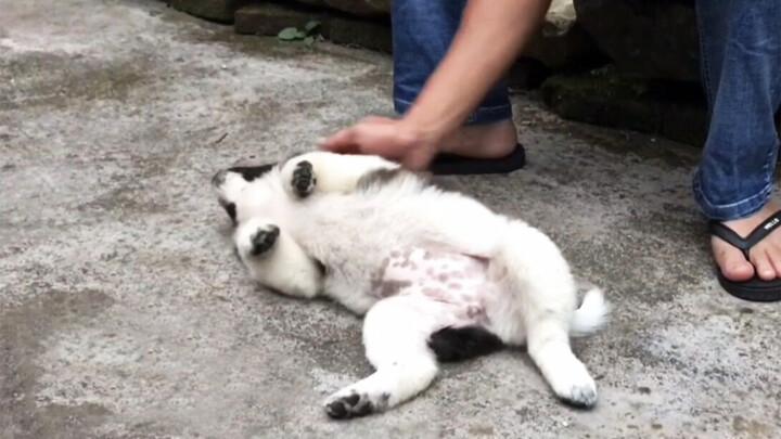Rare Panda-Like Puppy Who's So Happy to See Her Old Master