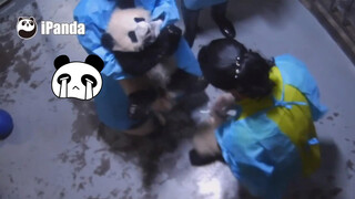 Giant Panda|Feed Drug for the Giant Panda Caught a Cold