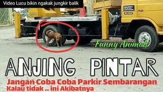 Aksi Anjing pintar Suka Kencingi Mobil yang Parkir sembarangan || Funny Animals