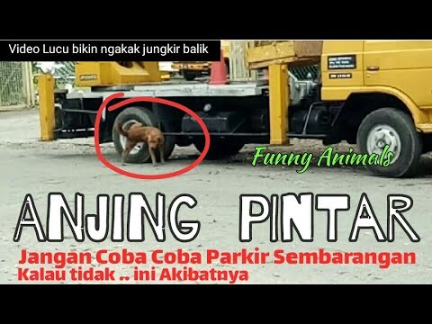 Aksi Anjing pintar Suka Kencingi Mobil yang Parkir sembarangan || Funny Animals